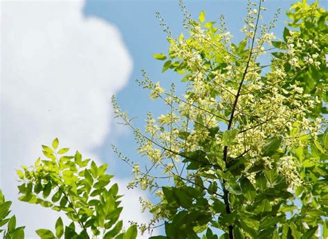 槐屬|槐(槐樹):植物種類,栽培技術,繁殖方法,管理養護,病蟲防。